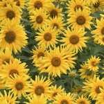 Sunflower hd photos