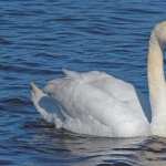 Swans photos