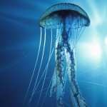 Jellyfish wallpapers for desktop
