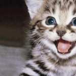 Cat high definition wallpapers