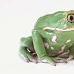 Frog hd desktop