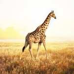 Giraffe wallpapers for android