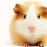 Hamster new wallpapers