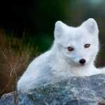 Arctic Fox free download