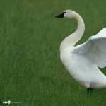 Swans hd wallpaper