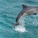 Dolphin photo