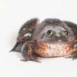 Frog high definition wallpapers
