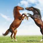 Horse wallpapers