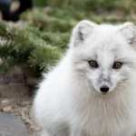 Arctic Fox hd photos