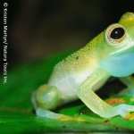 Frog desktop wallpaper
