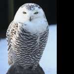 Snowy Owl desktop