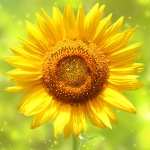 Sunflower images