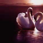 Swans download