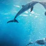 Dolphin images