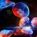 Jellyfish new photos