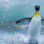 Penguin free