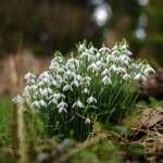 Snowdrop PC wallpapers