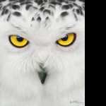 Snowy Owl 1080p