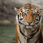 Tiger 1080p