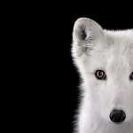 Arctic Fox high quality wallpapers