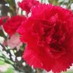 Carnation download