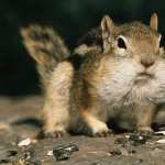 Chipmunk high quality wallpapers