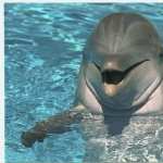 Dolphin high definition photo