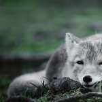 Arctic Fox pic