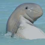 Dolphin hd