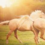 Horse free wallpapers