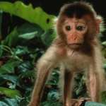 Monkey high definition wallpapers
