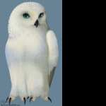 Snowy Owl PC wallpapers