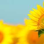 Sunflower download wallpaper