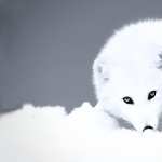 Arctic Fox 1080p