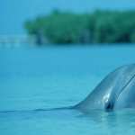 Dolphin photos