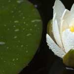 Lotus new photos