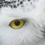 Snowy Owl hd pics