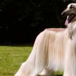 Afghan Hound wallpapers for iphone