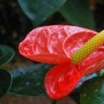 Anthurium wallpapers for android