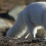 Arctic Fox hd