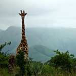 Giraffe free