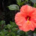 Hibiscus free wallpapers
