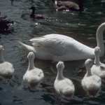 Swans pics