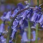 Bluebell high definition wallpapers