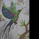Colibri images