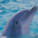 Dolphin hd wallpaper