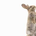 Rabbit download wallpaper