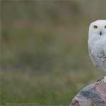 Snowy Owl wallpapers for android