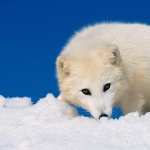 Arctic Fox wallpapers for iphone
