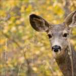 Deer 1080p
